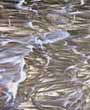 389-1 Seedy & Glue Chip Glass